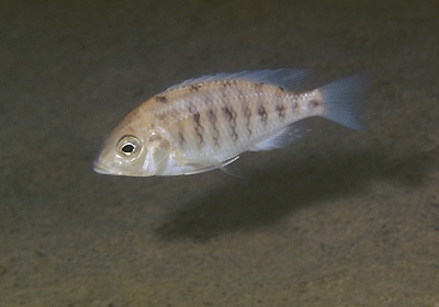 Protomelas sp. 'virgatus luwala' Luwala Reef